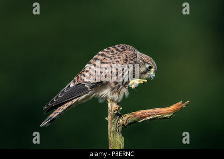 Il passo successivo del giovane europeo il gheppio (Falco tinnunculus) sul vecchio ramo con un bel verde sfondo sfocato Foto Stock