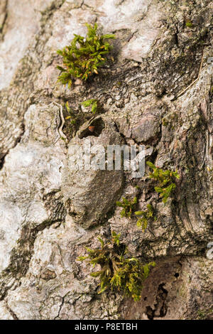 Großer Gabelschwanz, Grosser Gabelschwanz, verlassener Kokon un Baumstamm nach dem des Schlupf vacilla aus der Puppe, Puppenkokon, Cerura vinula, Dicr Foto Stock