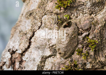 Großer Gabelschwanz, Grosser Gabelschwanz, verlassener Kokon un Baumstamm nach dem des Schlupf vacilla aus der Puppe, Puppenkokon, Cerura vinula, Dicr Foto Stock