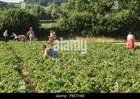 I clienti che raccolgono le fragole in una fattoria di frutta morbida, in una calda giornata estiva nella campagna dell'Herefordshire, nel Regno Unito Foto Stock