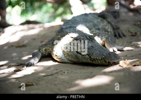 Africa occidentale (Coccodrillo Crocodylus suchus) presso le Kachikally Crocodile Pool in Bakau Newtown, Gambia, Africa occidentale. Foto Stock