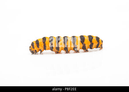 Un singolo cinabro moth caterpillar, Tyria jacobaeae, fotografata in uno studio su uno sfondo bianco. Nord Inghilterra Dorset Regno Unito GB Foto Stock