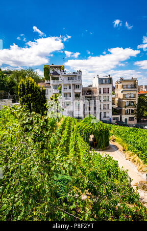 Clos Montmartre noto anche come Vigne de Montmartre. La vigne de Montmartre è il più antico vigneto a Parigi. Foto Stock