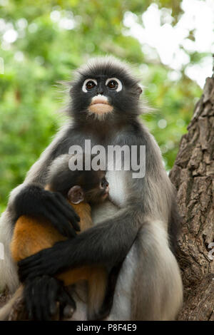 Dusky leaf monkey la madre e il bambino sul ramo di albero Foto Stock