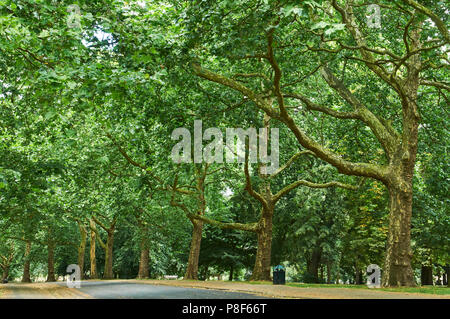 Viale di alberi a Finsbury Park, North London REGNO UNITO NEL PERIODO ESTIVO Foto Stock