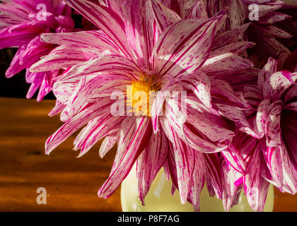 Close up di un rosso e bianco dalia cactus in un buquet di fiori recisi. Foto Stock