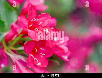 Chiusura del fiore di una weigelia nel giardino di casa. Foto Stock