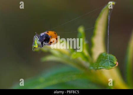 Lachnaia sexpunctata. Beetle sei punti nel loro ambiente naturale. Foto Stock