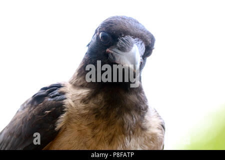 Testa di un curioso cercando cornacchia mantellata (Corvus cornix) nella parte anteriore del cielo bianco Foto Stock