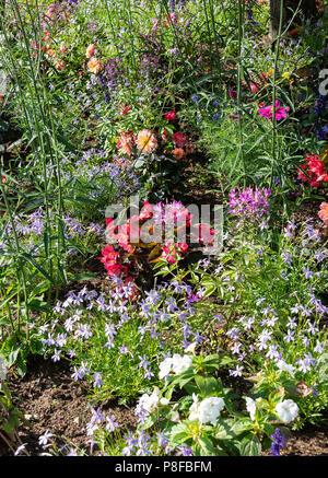 Un bellissimo Closeup di un colorato misto annuale fiore Bed nella località sciistica di Les Gets Haute-Savoie Portes du Soleil Alpi francesi Francia Foto Stock