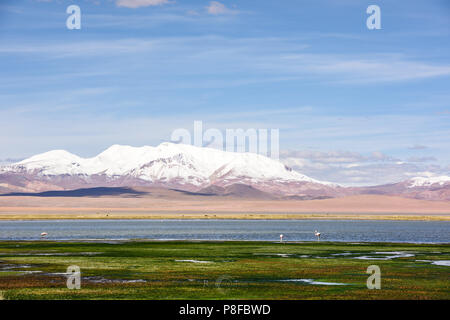 Fenicotteri rosa in piedi sul bordo di un lago, Paso de Jama, San Pedro de Atacama, Antofagasta, Cile Foto Stock