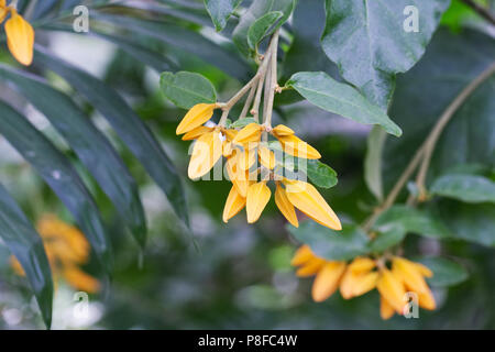 Juanulloa mexicana 'Gold Finger' fiori che crescono in un ambiente protetto. Foto Stock