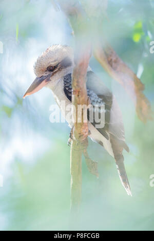 Ridendo kookaburra (Dacelo novaeguineae) appollaiato su un ramo, Melbourne, Victoria, Australia Foto Stock