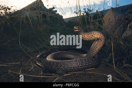 Orientale snake marrone (Pseudonaja textilis) pronti a colpire, Melbourne, Victoria, Australia Foto Stock