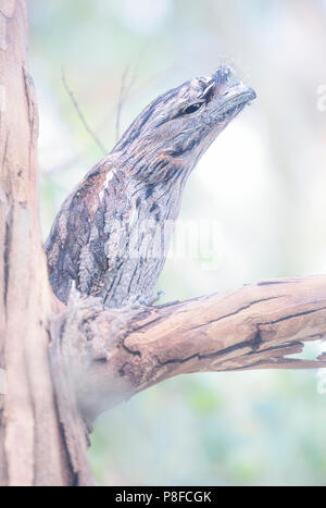 Bruno frogmouth (Podargus strigoides) uccello appollaiato sul ramo di eucalipto, Melbourne, Victoria, Australia Foto Stock