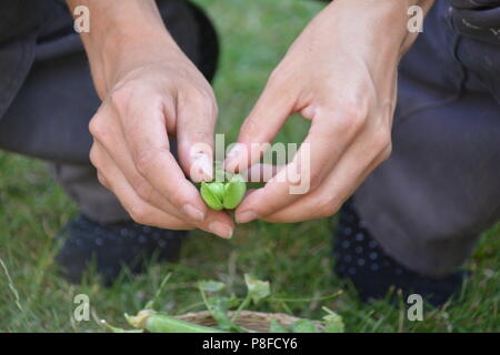 Raccolte a mano coltivati localmente i piselli freschi in un gruppo di generatori di chiamata Foto Stock