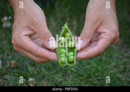 Raccolte a mano coltivati localmente i piselli freschi in un gruppo di generatori di chiamata Foto Stock
