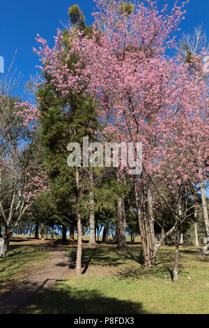 La fioritura dei ciliegi nel giardino botanico di Curitiba. Foto Stock