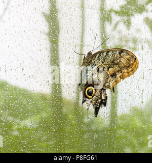 Costa Rican farfalla civetta su una maglia verde sullo sfondo. Le gocce di pioggia tallone sul panno. Occhi enormi macchie ricordano gli occhi del gufo. Si tratta di una foresta di pioggia mariposa. Foto Stock