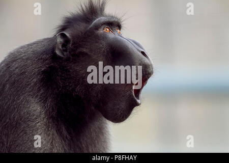 Macaco nero, crested macaco nero in via di estinzione Foto Stock