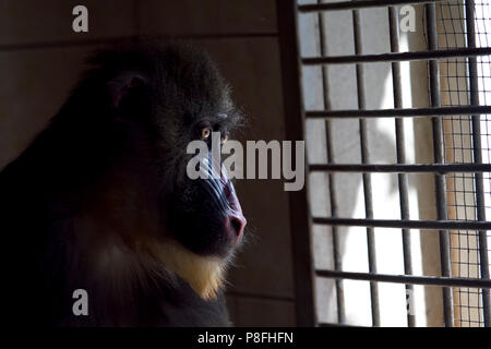 Mandrill lockep fino e triste pensieroso monkey Foto Stock