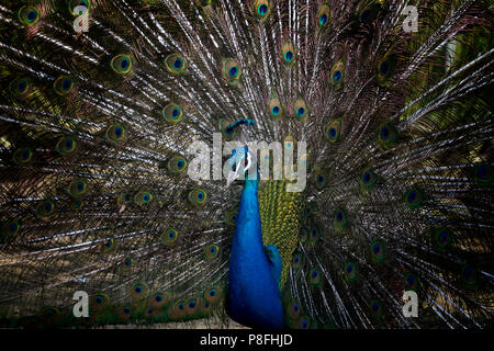 Peacock close up ritratto Foto Stock