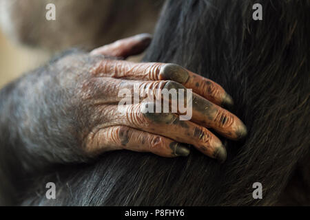 Le mani dello scimpanzee si chiudono Foto Stock