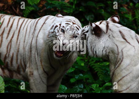 Le tigri bianche combattimenti Foto Stock