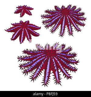 Lo stadio di crescita della corona di spine di stelle marine o seastar o Acanthaster planci isolati su sfondo bianco. Illustrazione Vettoriale. Illustrazione Vettoriale