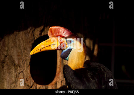 Stropicciata hornbill Foto Stock