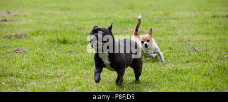 Due cani giocando gli uni con gli altri in un giardino Foto Stock
