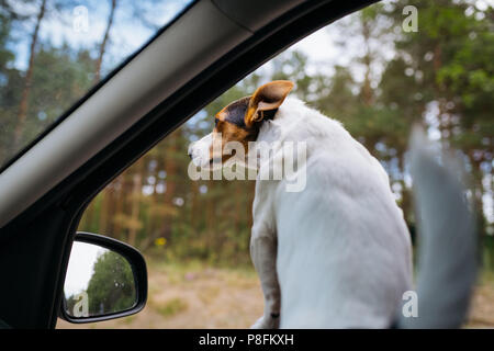 Divertente cane Jack Russell Terrier guarda fuori dalla finestra auto. Viaggiare su una soleggiata giornata estiva. Foto Stock