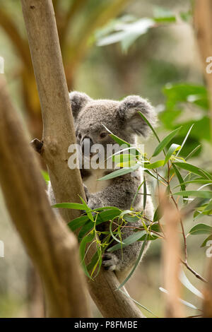 Il Koala ubicazione sul ramo nel deserto. Australia. Foto Stock