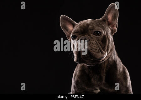 Ritratto di Black bulldog francese su sfondo nero. Spazio di copia Foto Stock
