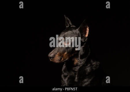 Dobermann Cane e cercando di fronte a lui isolato su sfondo nero, vista laterale Foto Stock