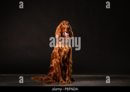 Ritratto di red Setter Irlandese ansimando su sfondo nero .studio shot Foto Stock