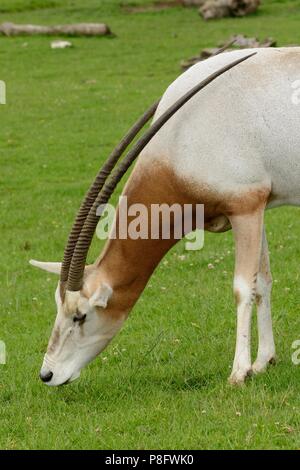 Ritratto di un scimitar cornuto oryx pascolo Foto Stock