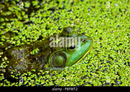 Un Bullfrog parzialmente immerso nell'acqua, circondato dal verde della vita vegetale Foto Stock
