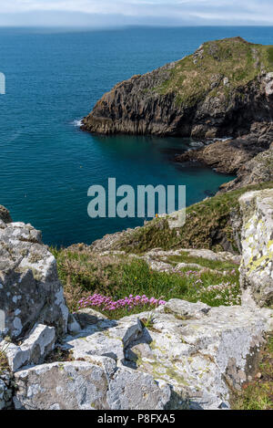 Cliff vicino al villaggio di Solva in Pembrokeshire Foto Stock