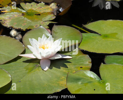 Un bel fiore di giglio in piena fioritura in uno stagno vicino al Lago di Ginevra al Parco Svizzero Vapeur a le Bouveret Svizzera Foto Stock