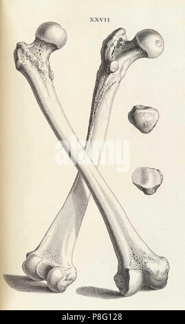 Vintage scheletro animale illustrazione Foto Stock