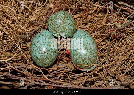 Eurasian gazza, nido di uova, rottura aperta, (Pica pica) Foto Stock