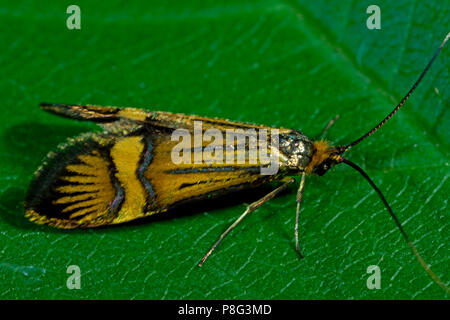 Giallo-impedito a lungo il clacson, (Nemophora degeerella) Foto Stock