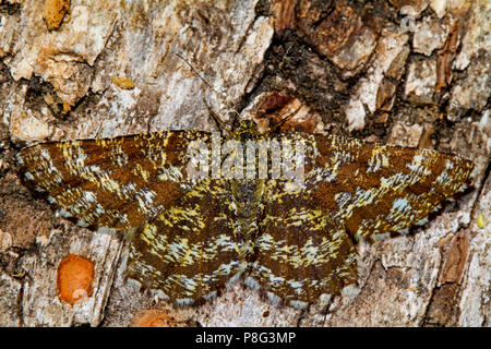 Comune di heath tarma (Ematurga atomaria) Foto Stock