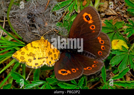 Screziato giallo e woodland ringlet, (Pseudopanthera macularia), (Erebia medusa) Foto Stock