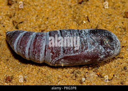 Red underwing tarma pupe, (Catocala nupta) Foto Stock
