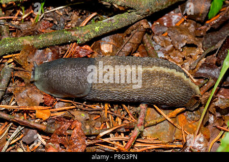 Chiglia nera torna Slug, (Limax cinereoniger) Foto Stock