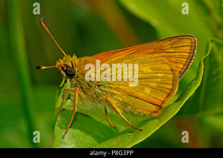 Essex skipper, (Thymelicus lineola) Foto Stock