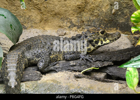 Stumpfkrokodil (Osteolaemus tetraspis), prigionieri Vorkommen Afrika Foto Stock