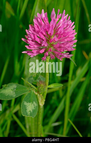 Trifoglio rosso (Trifolium pratense) Foto Stock